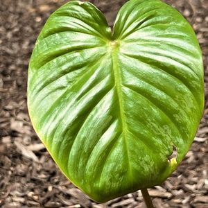 Philodendron Sodiroi aff •reserved for @katiemaggie•